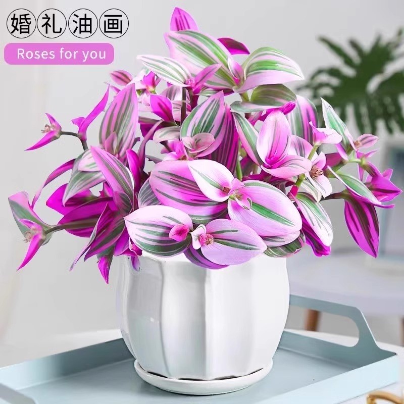 油画婚礼吊兰盆栽紫露兰花水培花卉多肉植物发财树室内好养小绿植