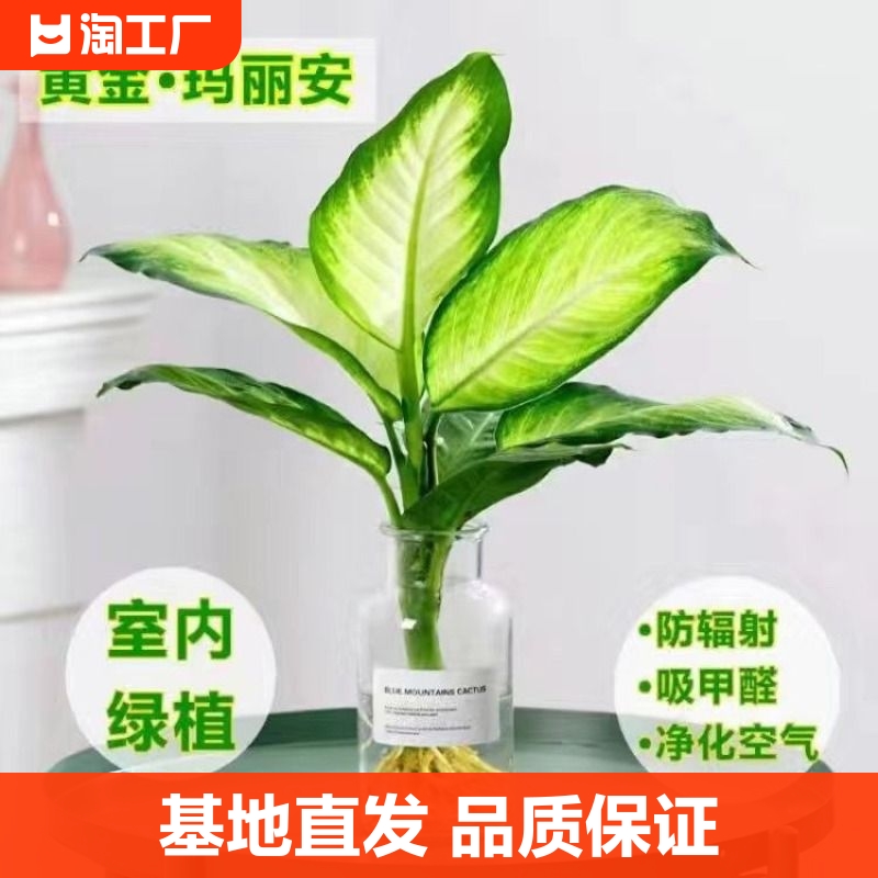 黄金玛丽安水培绿植盆栽粉黛万年青懒人植物室内桌面净化空气好养