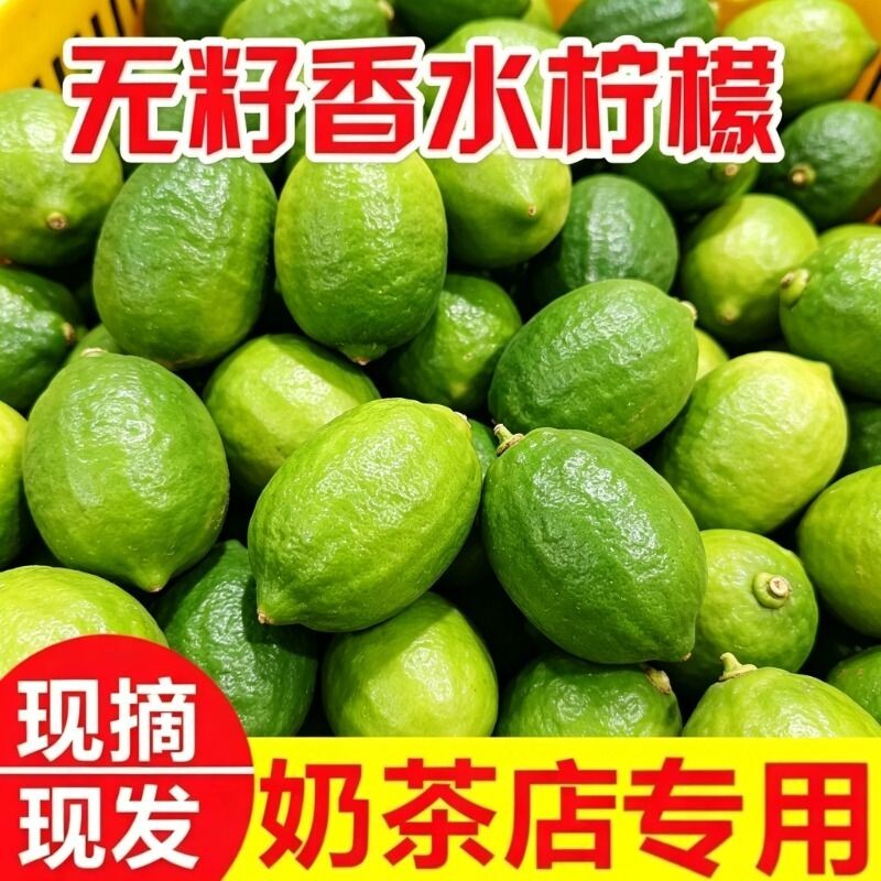 广东香水青柠檬果园直销浓香现摘现发新鲜无籽一级二级果奶茶店