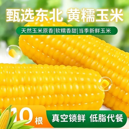 东北新鲜黄糯玉米香甜拉丝