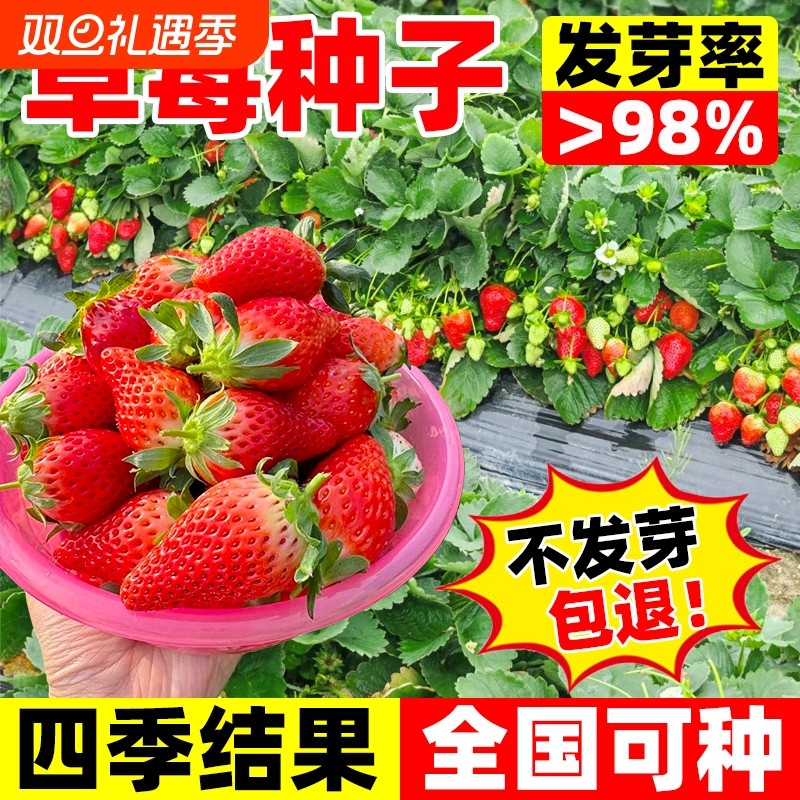 草莓种子四季易活结果奶油草莓丹东99水果种籽阳台花卉大全种子孑