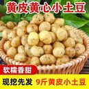 新鲜现挖黄皮小土豆农家自种黄心黄皮小土豆洋芋马铃薯蔬菜零添加