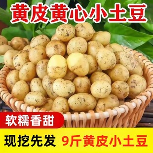 新鲜现挖黄皮小土豆农家自种黄心黄皮小土豆洋芋马铃薯蔬菜零添加