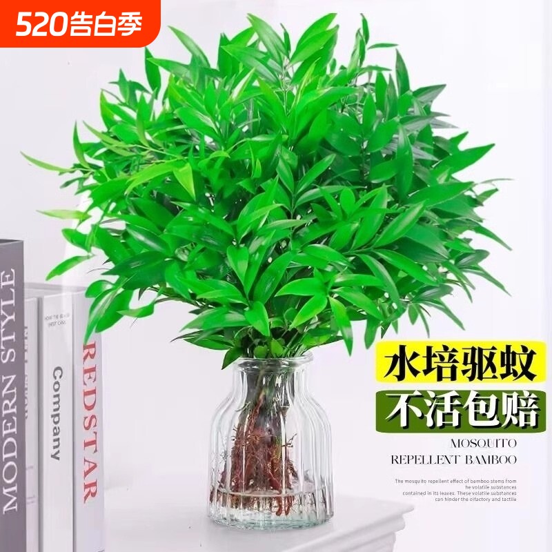 驱蚊竹柏水培桌面植物盆栽绿植室内花卉客厅好养四季常青水养摆放