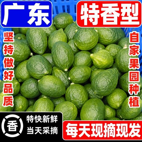广东无籽香水柠檬奶茶店专用水果青柠檬鲜果手打二级果一级果精选