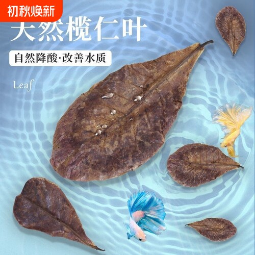 鱼缸榄仁叶乌龟橄榄叶水族斗鱼懒人叶降酸调节水质Ph值养龟龙眼叶