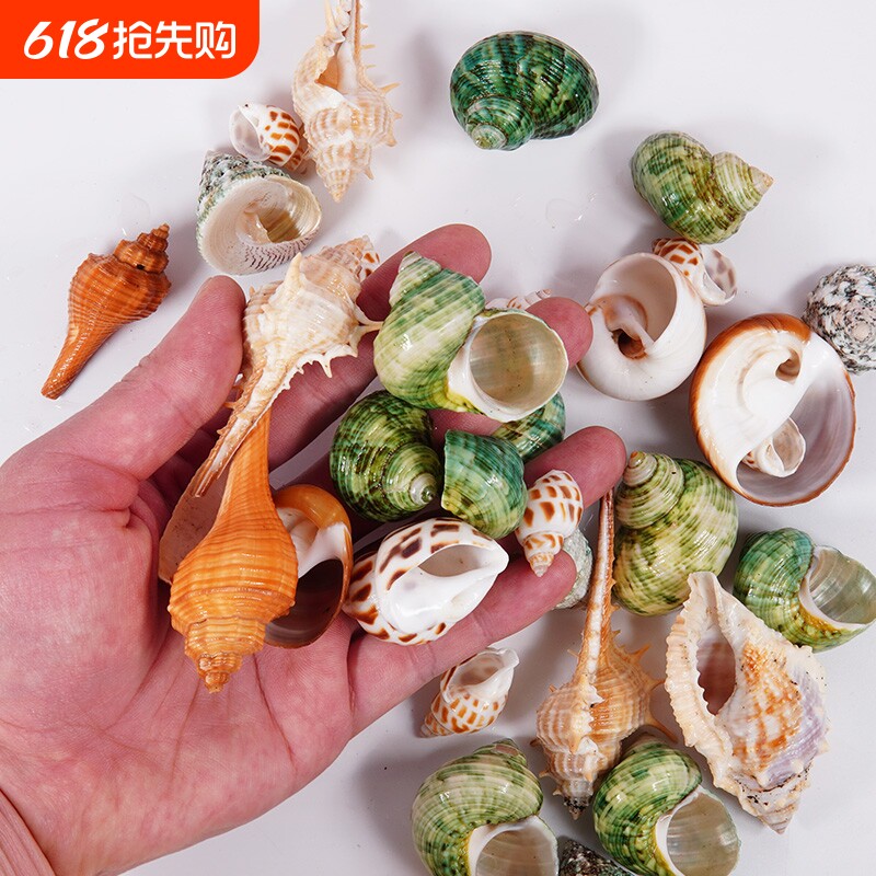 豆丁灰白草莓寄居蟹替换壳海螺壳房子天然鱼缸水族造景装饰整包