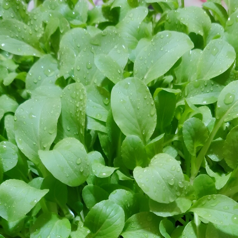 鸡毛菜青菜种子四季小白菜种籽上海青蔬菜菜籽菜种孑大全籽种苋菜