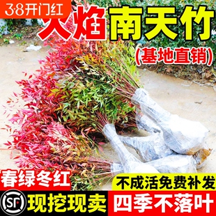 火焰南天竹盆栽客厅树苗室内植物盆景室外庭院耐寒竹子苗花卉绿植