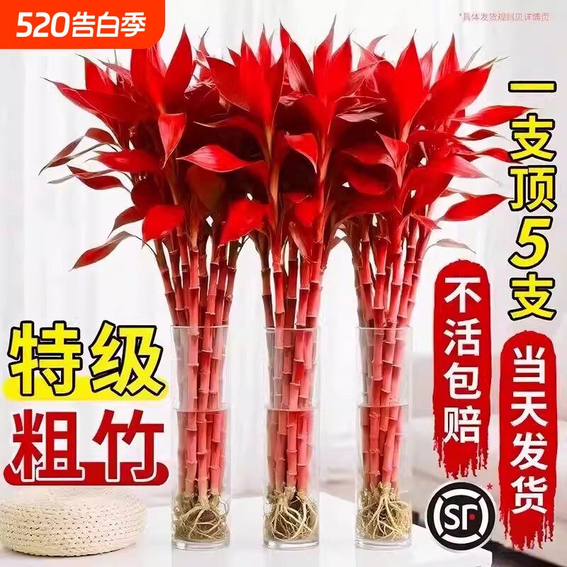富贵竹水培绿植物盆栽客厅紫竹鸿运招财竹子办公室内桌面好养花卉