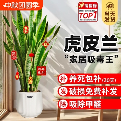 金边虎皮兰办公室净化空气