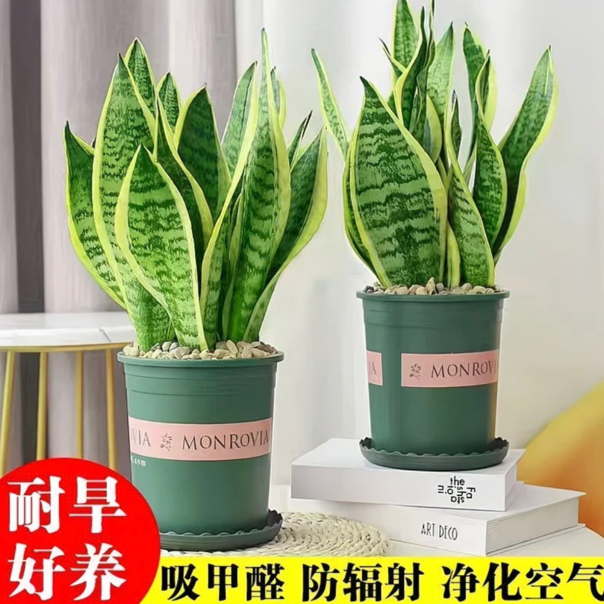 虎皮兰盆栽多肉水培绿植植物金边内花卉大全客厅阳台适合耐寒布置