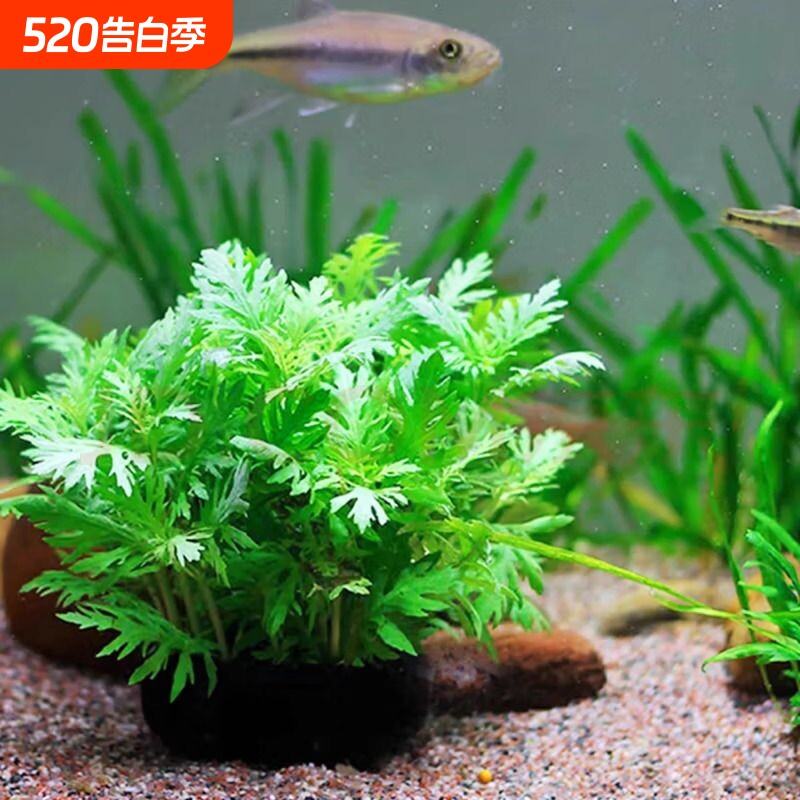 造景水草场直发懒人阴性后景水草增氧淡水草水罗兰红波大坨草鱼缸