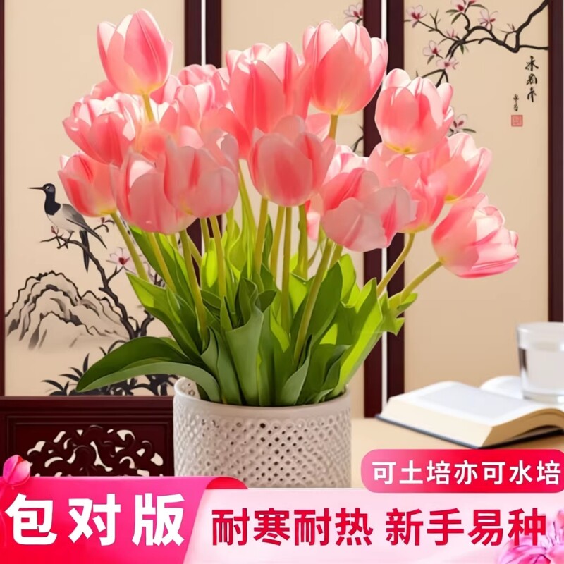 郁金香种球水培花卉绿植盆栽重瓣室内外庭院阳台土养耐寒耐热植物