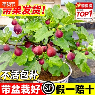 无花果树果苗特大果波姬红矮化盆栽格莱斯青皮南北方庭院阳台种植