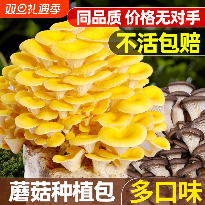 蘑菇种植包菌种家种儿童可食用香菇平菇冬种植季批发家庭自种懒人