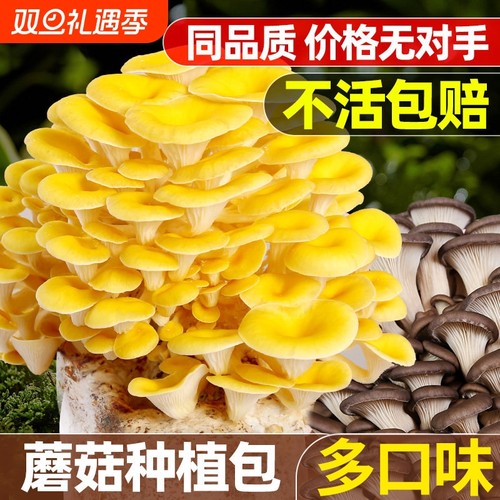 蘑菇种植包菌种家种儿童可食用香菇平菇冬种植季批发家庭自种懒人