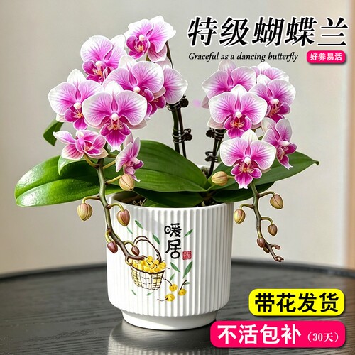 带花剑花苞蝴蝶兰大苗名贵品种洋兰花卉盆栽室内好养可水培绿植物