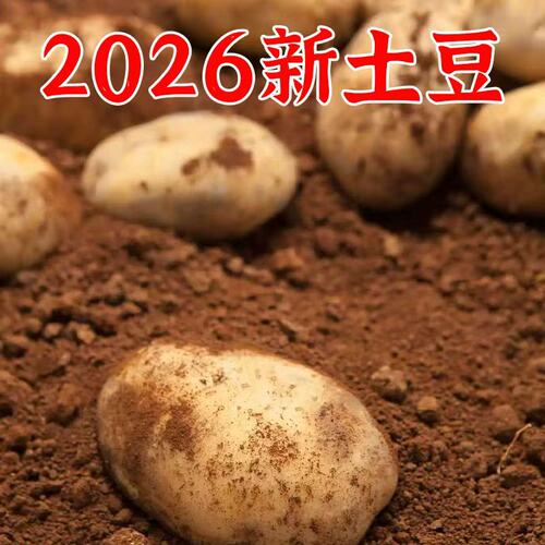 2026年新土豆自家种植的土豆