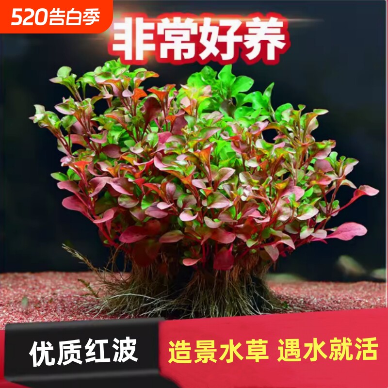 红波水草红色后景水草植物龟鱼缸造景懒人无底砂后景草沉底定植
