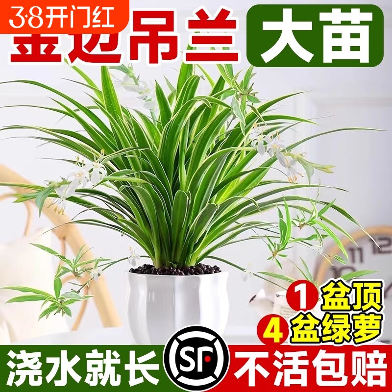金边吊兰植物室内好养活花卉盆栽桌面小绿植水培垂吊客厅阳台大盆