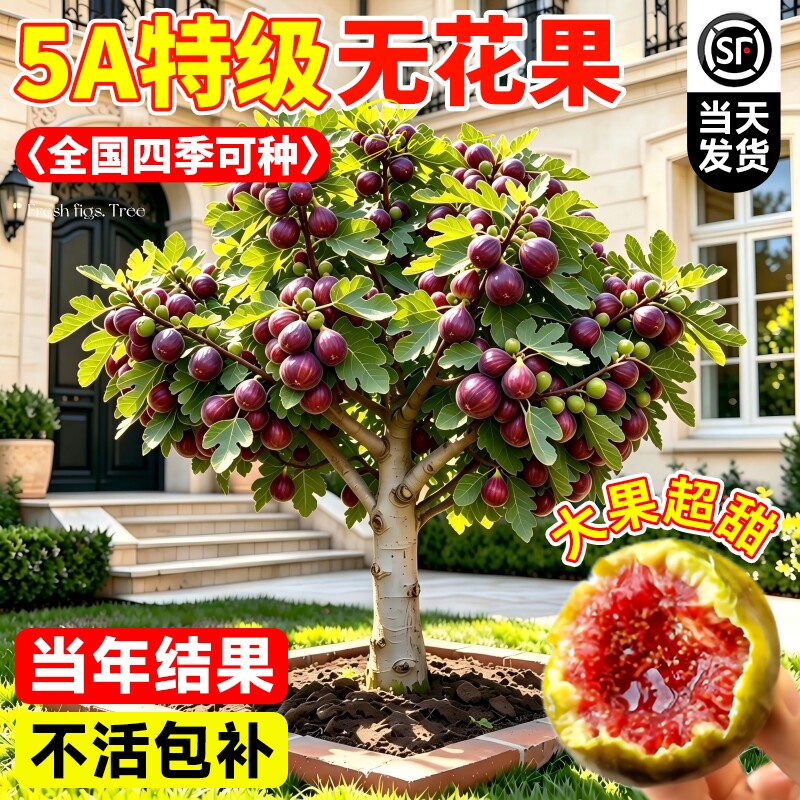 波姬红无花果盆栽当年结果图片