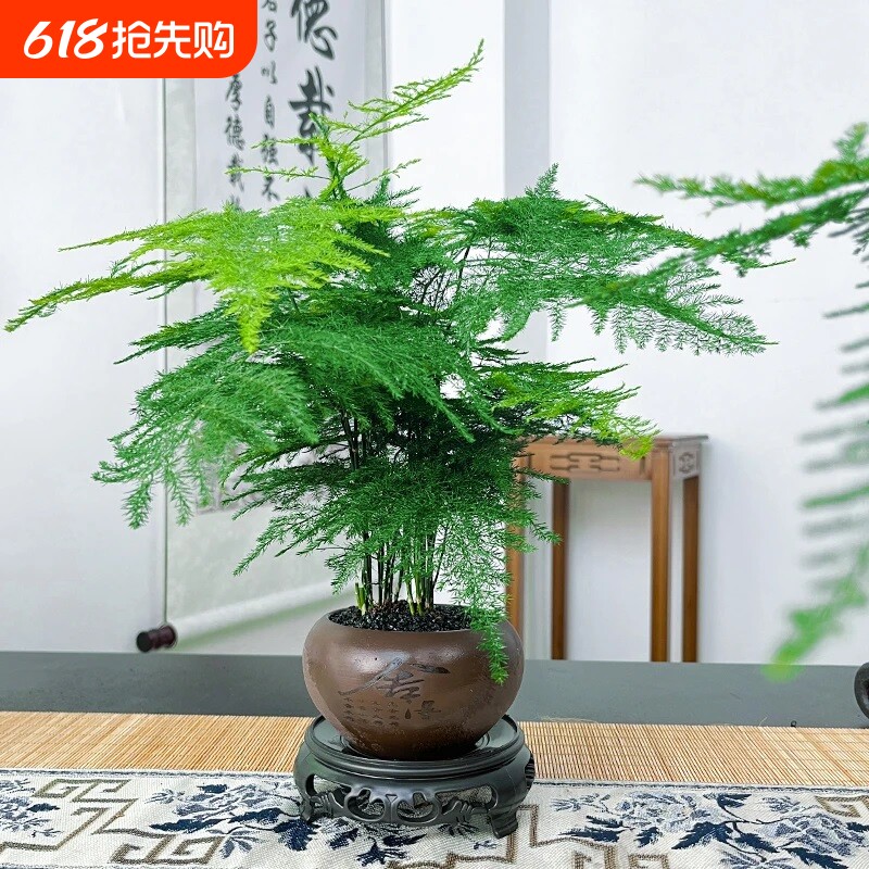 文竹创意舍得盆绿纱盆桌面小盆景办公室茶桌绿植盆栽中式禅意风