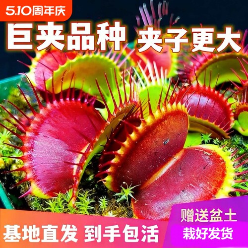 捕蝇草猪笼草捕蝇草盆栽盆栽苗食虫植物大号小号超大茅膏菜花绿植