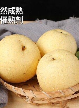 安徽白皇冠梨梨子新鲜水果当季现摘现发香梨薄皮梨白皮批发