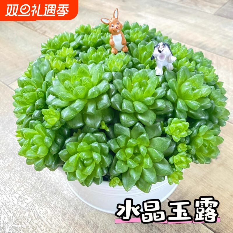 水晶玉露草玉露多肉小盆景植物室内花卉绿植盆栽玉露桃蛋精品老桩