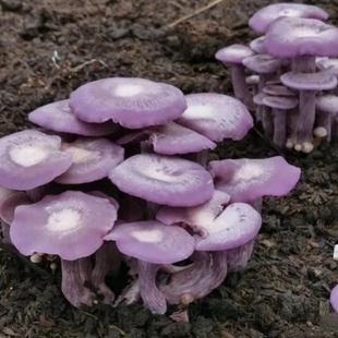 花脸蘑菌丝紫丁香蘑菇菌丝室外阳台家庭四季种植新款人工食用菌种
