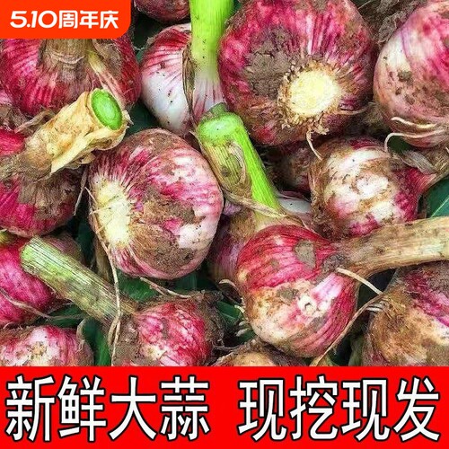 紫皮鲜蒜2026现挖新鲜大蒜湿蒜正宗河南紫皮大蒜多瓣蒜独蒜腌制蒜