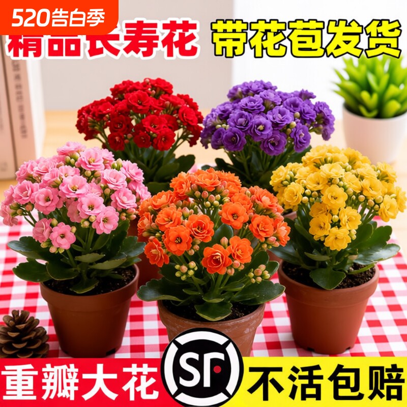 新品长寿花盆栽带花苞重瓣大花苗阳台花卉绿植物室内好养四季开花