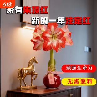 蜡封朱顶红进口花卉重瓣种球礼盒宵花盆栽绿植物注定花孔雀室内