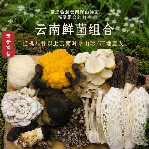 时令鲜菌组合羊肚菌黑牛肝菌竹荪