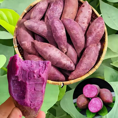 正宗紫薯新鲜红薯番薯农家