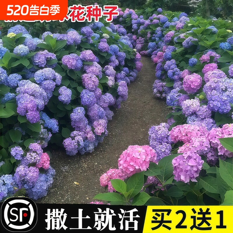 绣球花种籽子适合室外播种四季开花卉多年生盆栽庭院种植混色花籽