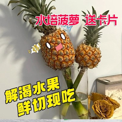 办公室桌面水培小菠萝水养水果可食用动感光菠水培植物室内插花绿