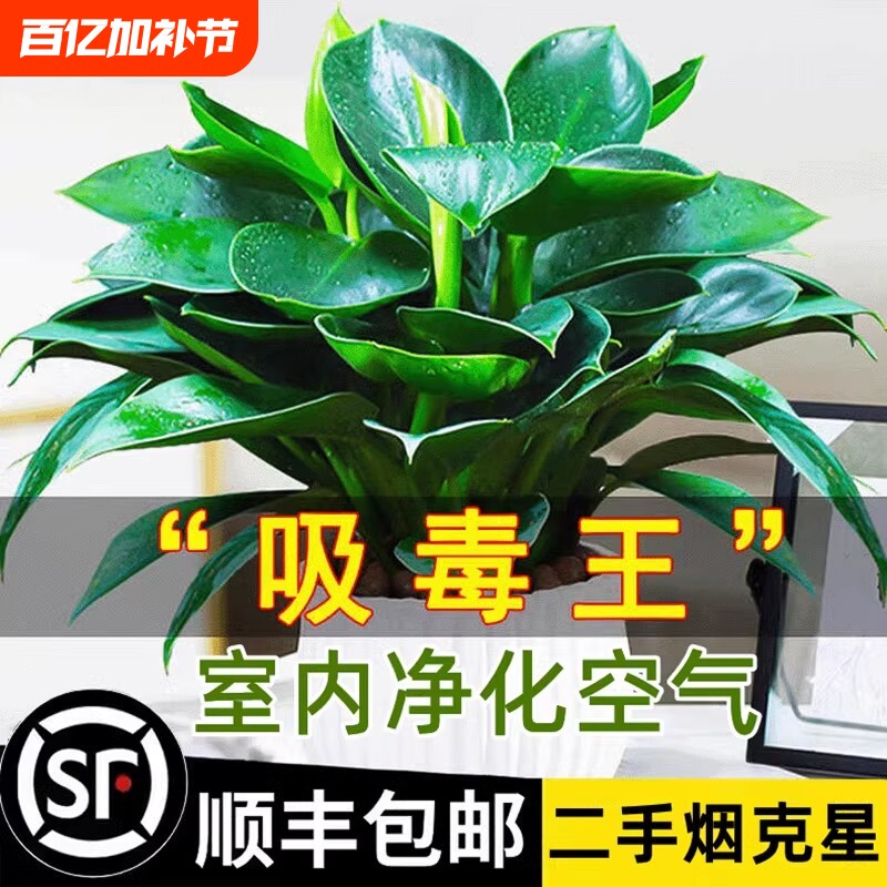 大盆金钻绿公主盆栽带花苞水培办公室内绿植多肉大叶植物去除甲醛