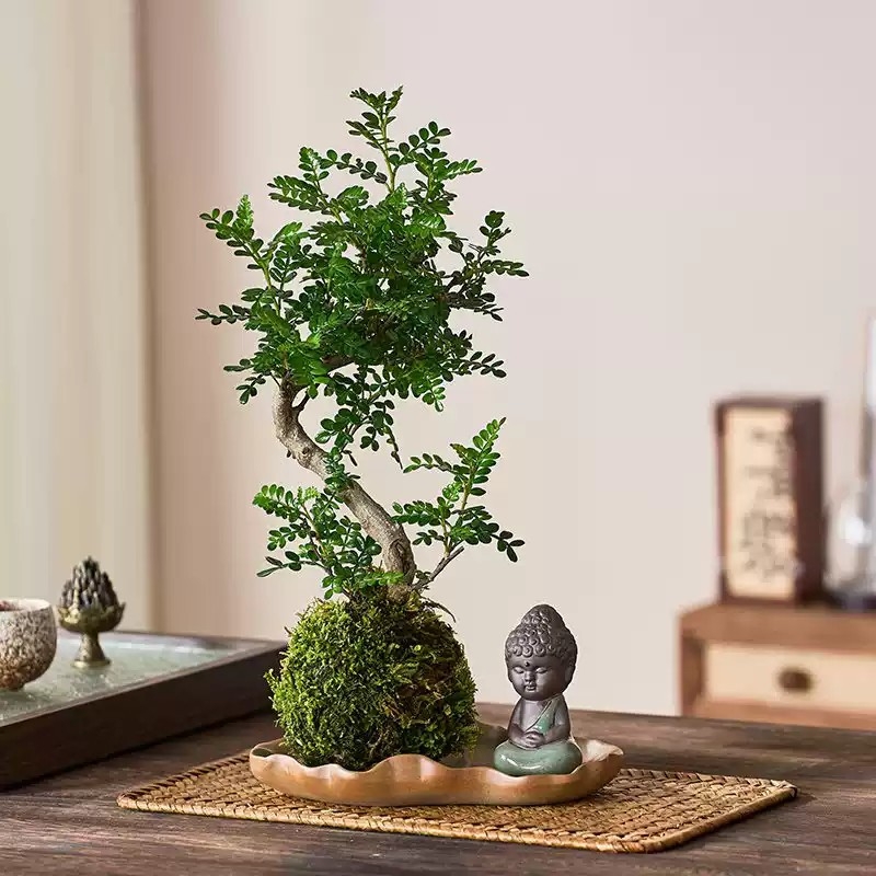 老桩清香胡椒木盆栽苔藓球水培植物室内阳台办公桌绿植四季常青