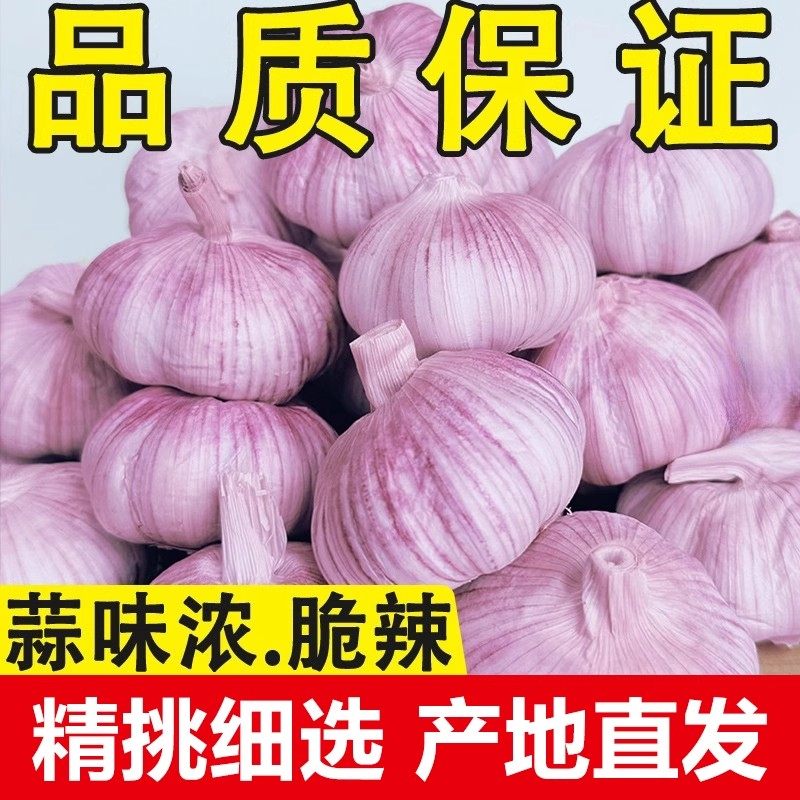 山东金乡大蒜新干蒜3斤/5斤紫白皮蒜农家特大果干蒜带箱产地直发