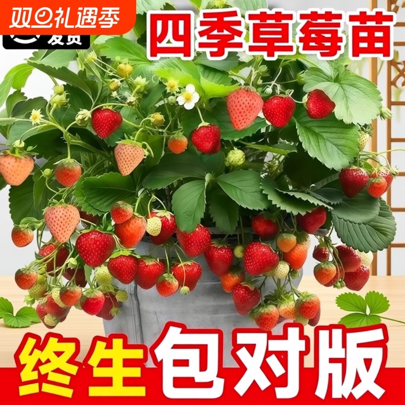 草莓苗四季结果盆栽丹东99草莓苗奶油红颜草莓苗草莓秧