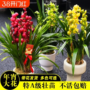 带花苞精品年宵花大花蕙兰多色可选喜庆盆栽花卉送礼绿植好养浓香