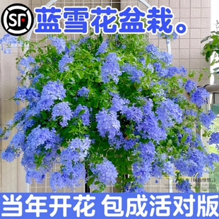 蓝雪花盆栽花卉大苗绿植适合阳台长好养的鲜花带花庭院花期开花