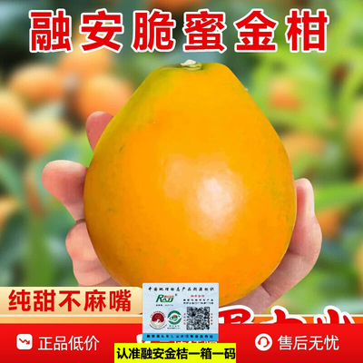 顺丰正宗广西融安第三代脆蜜金桔3斤/5斤装特大果脆蜜金柑新鲜