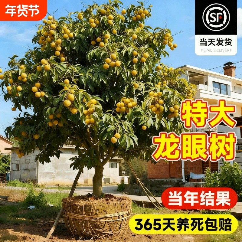 龙眼树苖盆栽桂圆石硖南方四季种植地栽水果树苗当年结果果苗庭院,鲜花速递/花卉仿真/绿植园艺,果树,淘宝优惠券,粉丝福利购,淘宝优惠卷