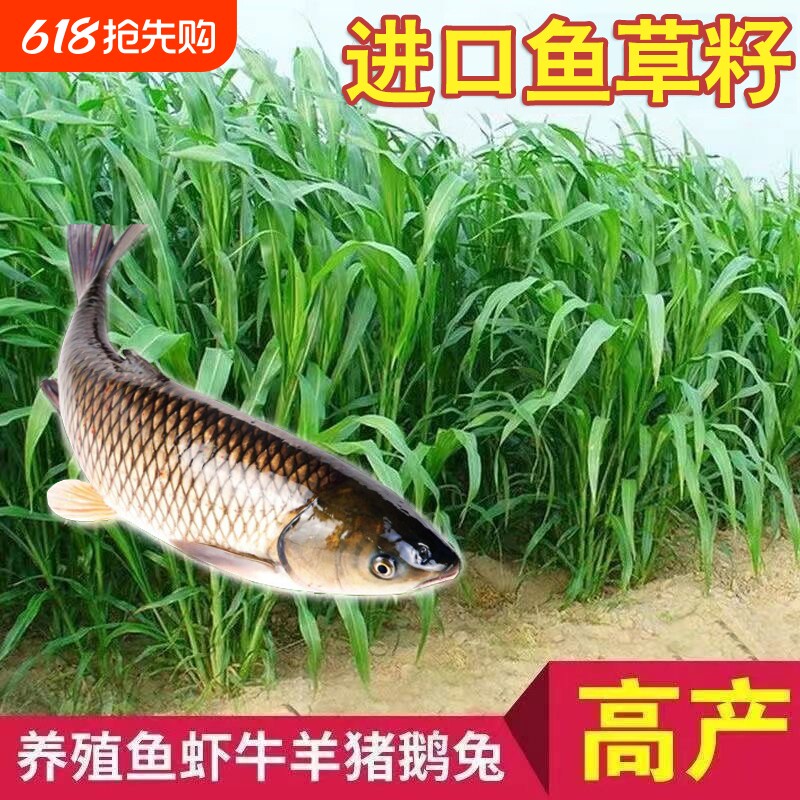 苏丹草鱼草种子养鱼专用草种高丹王草种籽猪牛羊牧草再生种籽四季