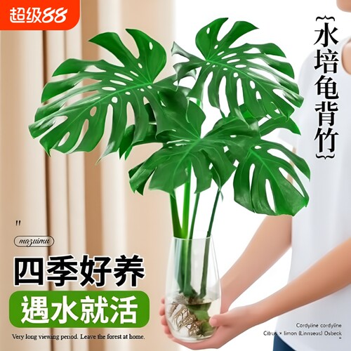 龟背竹水培植物大叶|千人加购