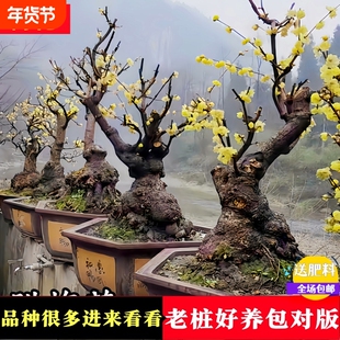 梅花盆栽树苗红梅盆景花卉植物原生腊梅花苗老桩冬季带花苞绿梅