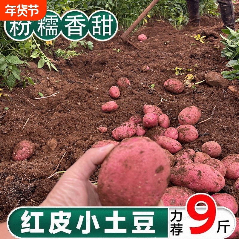 红皮黄心老品种土豆新鲜现挖粉糯香甜,水产肉类/新鲜蔬果/熟食,土豆,淘宝优惠券,粉丝福利购,淘宝优惠卷